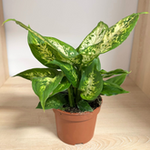 Dieffenbachia 30 cm